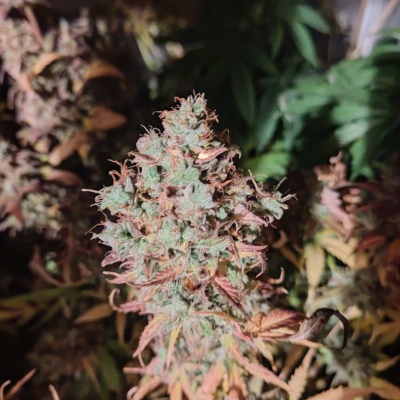 King Kush CBD - graines de cannabis médical, variété de cannabis