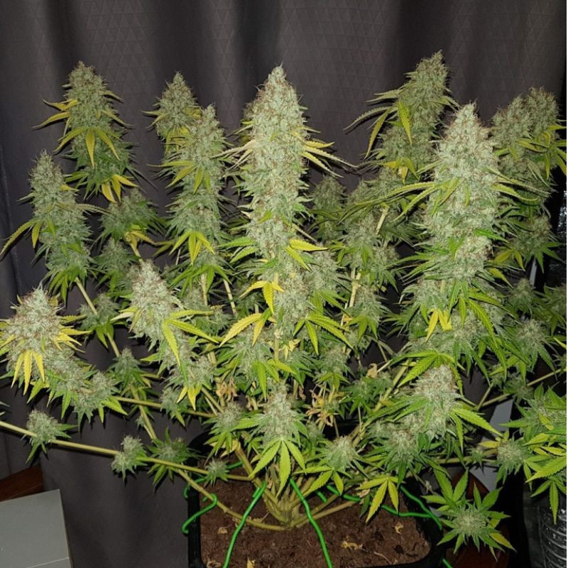 Caramel King CBD - graines de cannabis médical, variété de cannabis