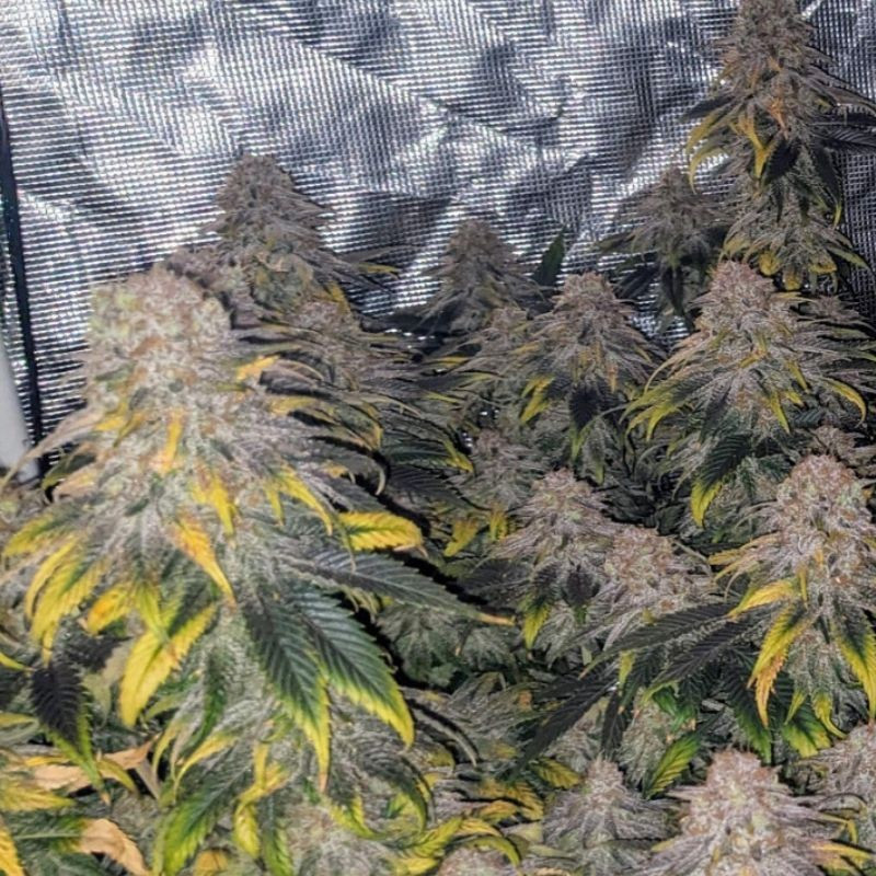 Great White Shark CBD - graines de cannabis médical, variété de cannabis