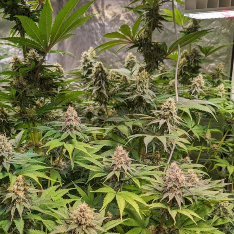 Cheese CBD - graines de cannabis médical, variété de cannabis