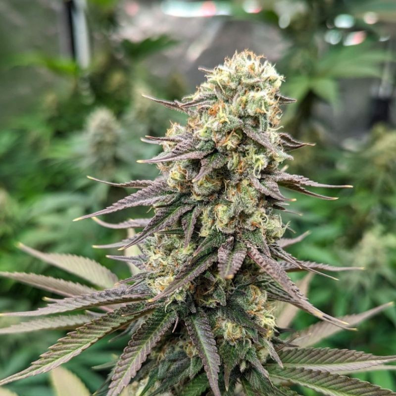 Critical CBD - graines de cannabis médical, variété de cannabis