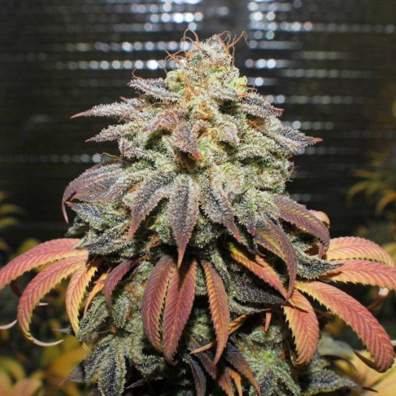Coffee Ryder Auto - graines de cannabis autofloraison, variété de cannabis