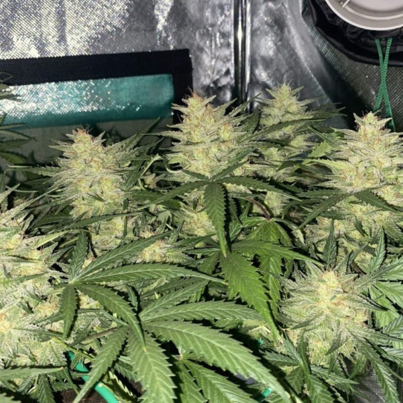 Cheese Auto - graines de cannabis autofloraison, variété de cannabis
