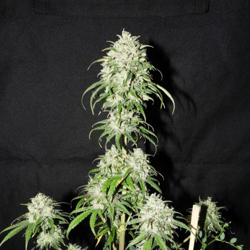 Devil's Kiss Auto - graines de cannabis autofloraison, variété de cannabis