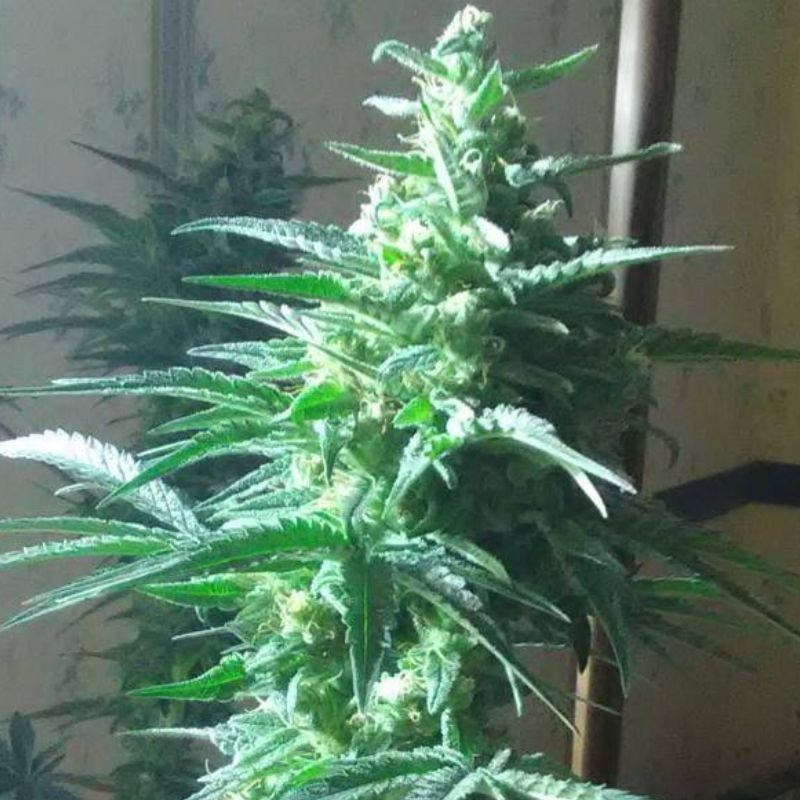 Critical Auto - graines de cannabis autofloraison, variété de cannabis
