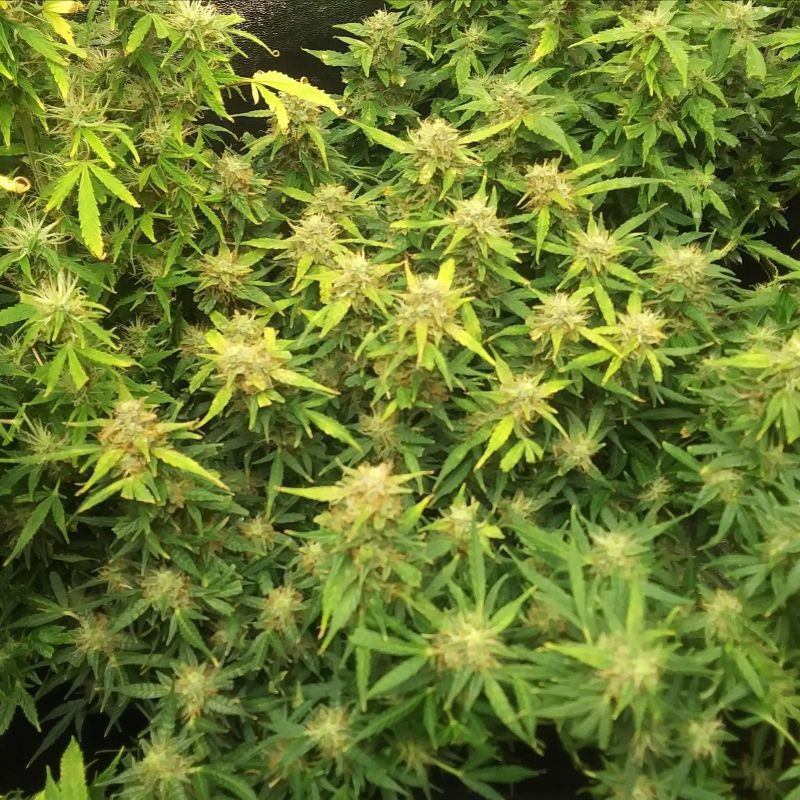RoboCop Auto - graines de cannabis autofloraison, variété de cannabis