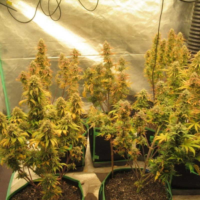 Easy Ryder Auto - graines de cannabis autofloraison, variété de cannabis