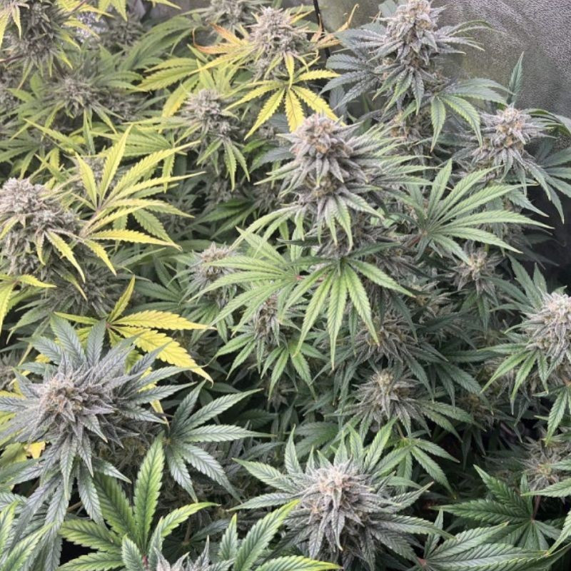 DoSiDos Auto - graines de cannabis autofloraison, variété de cannabis