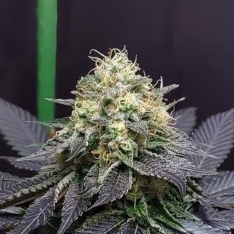 Green Crack Auto - graines de cannabis autofloraison, variété de cannabis