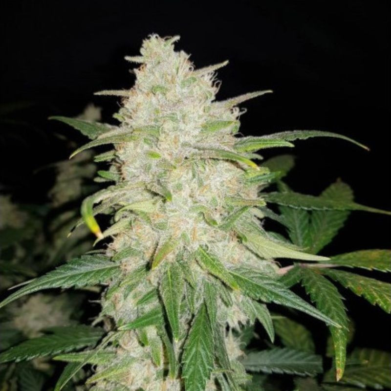 Gelato Auto - graines de cannabis autofloraison, variété de cannabis