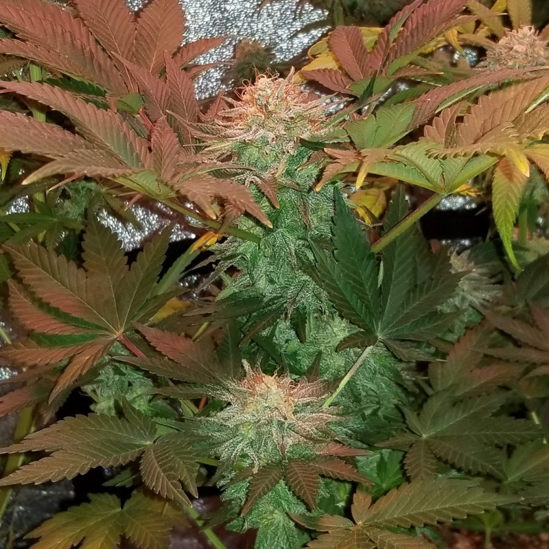 Ultra Mintz Auto - graines de cannabis autofloraison, variété de cannabis