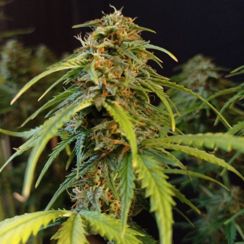 Gorilla Glue Auto - graines de cannabis autofloraison, variété de cannabis