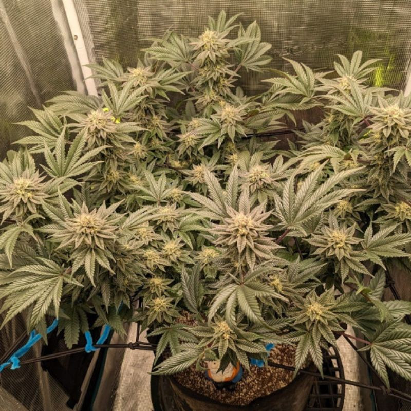 Great White Shark Auto - graines de cannabis autofloraison, variété de cannabis
