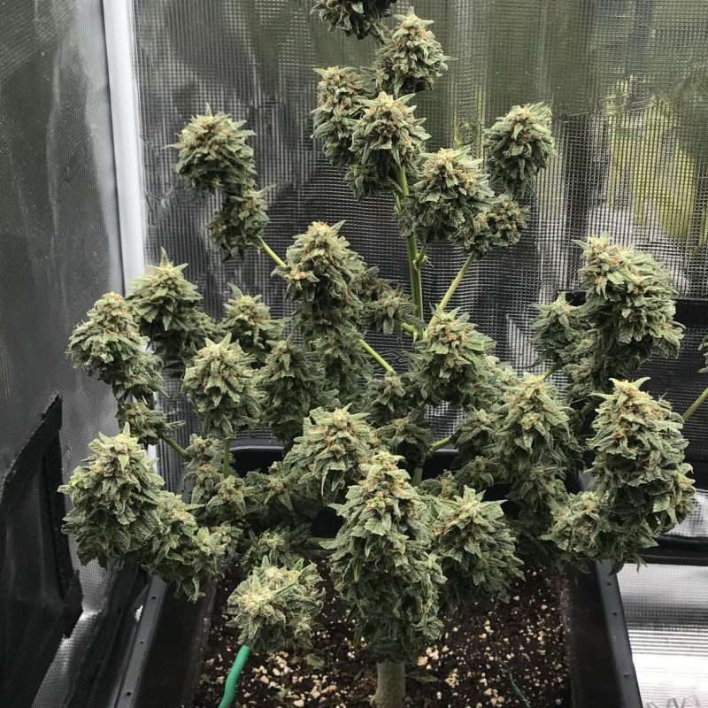 Kali Mist Auto - graines de cannabis autofloraison, variété de cannabis
