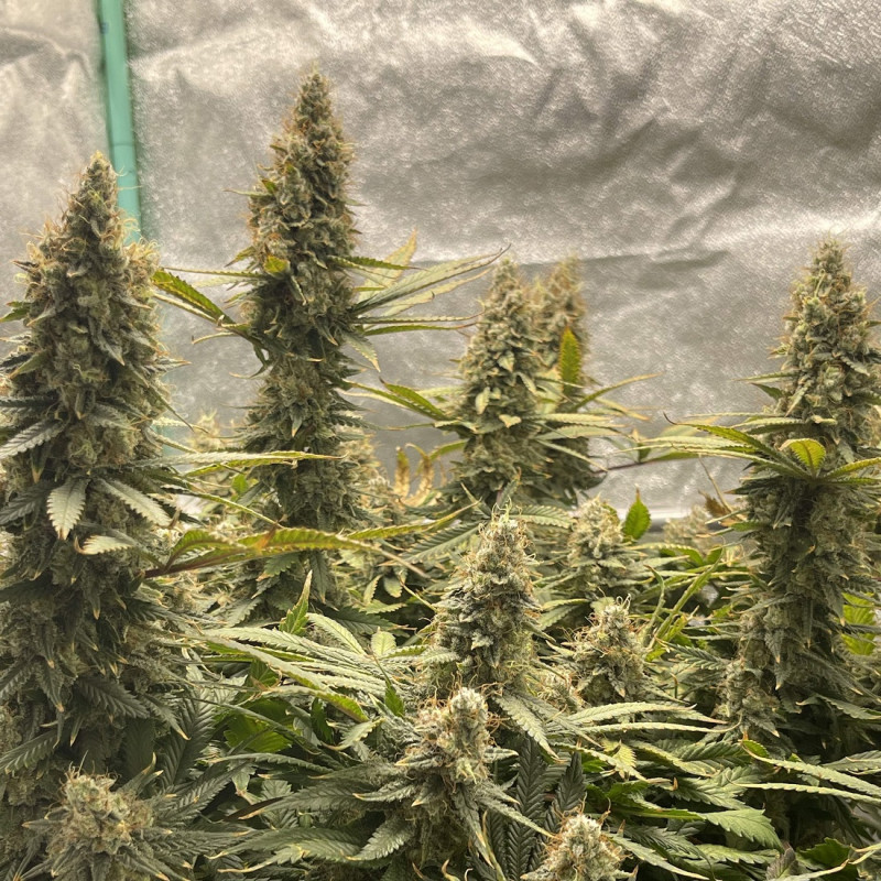 Jack Herer Auto - graines de cannabis autofloraison, variété de cannabis