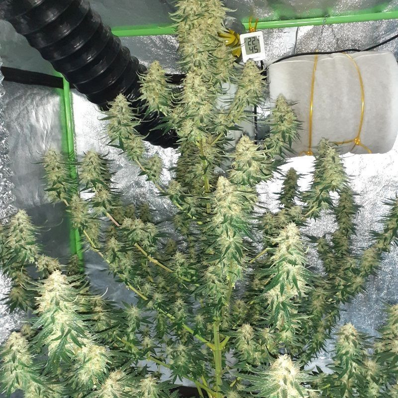 Hindu Kush Auto - graines de cannabis autofloraison, variété de cannabis
