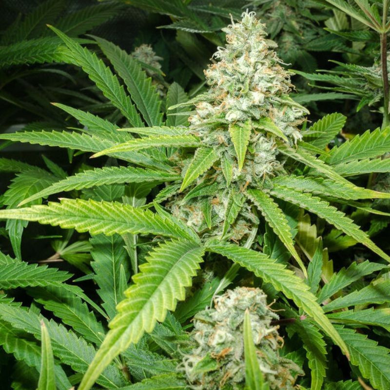 Green Skunk Auto - graines de cannabis autofloraison, variété de cannabis