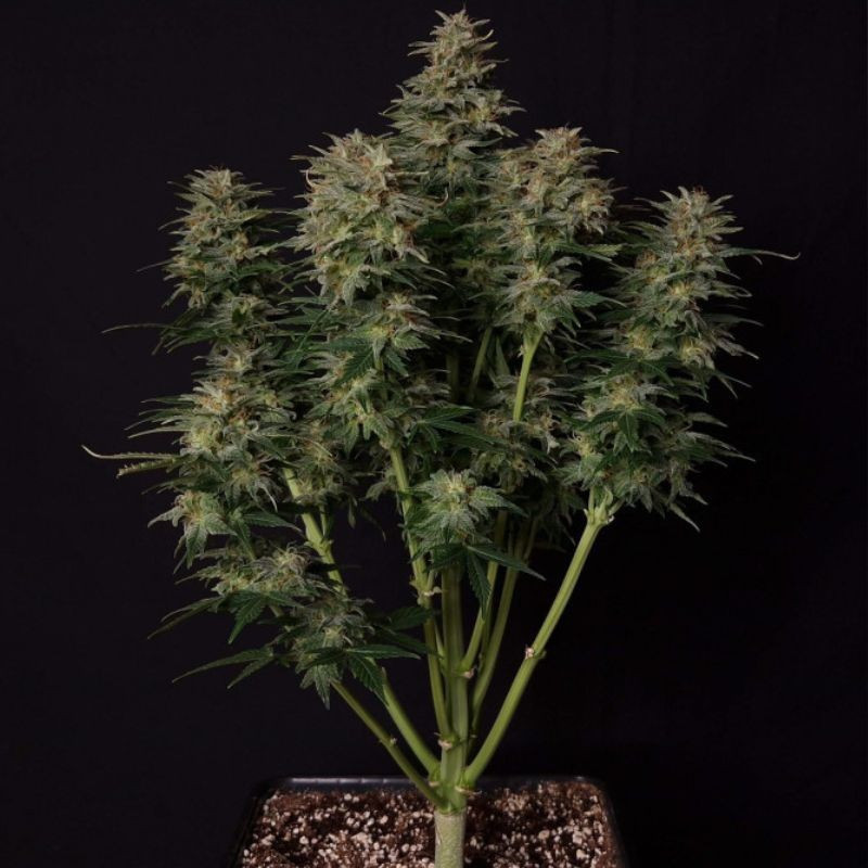 Lowryder Auto - graines de cannabis autofloraison, variété de cannabis