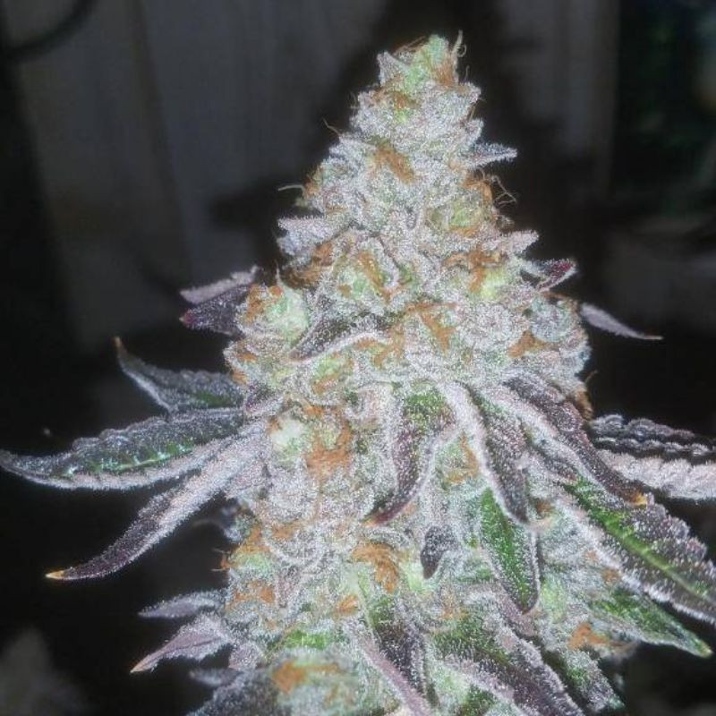Lavender Auto - graines de cannabis autofloraison, variété de cannabis