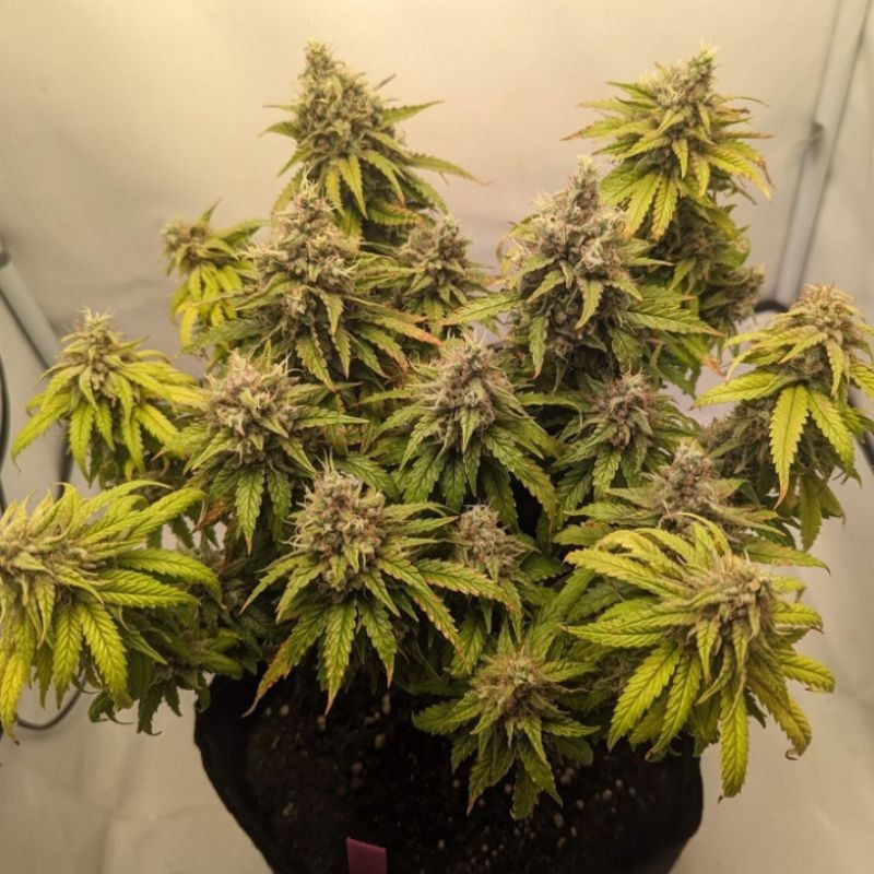 Mazar Auto - graines de cannabis autofloraison, variété de cannabis