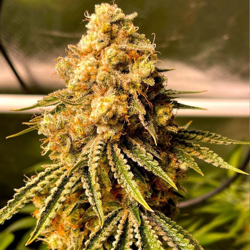 Mimosa Auto - graines de cannabis autofloraison, variété de cannabis