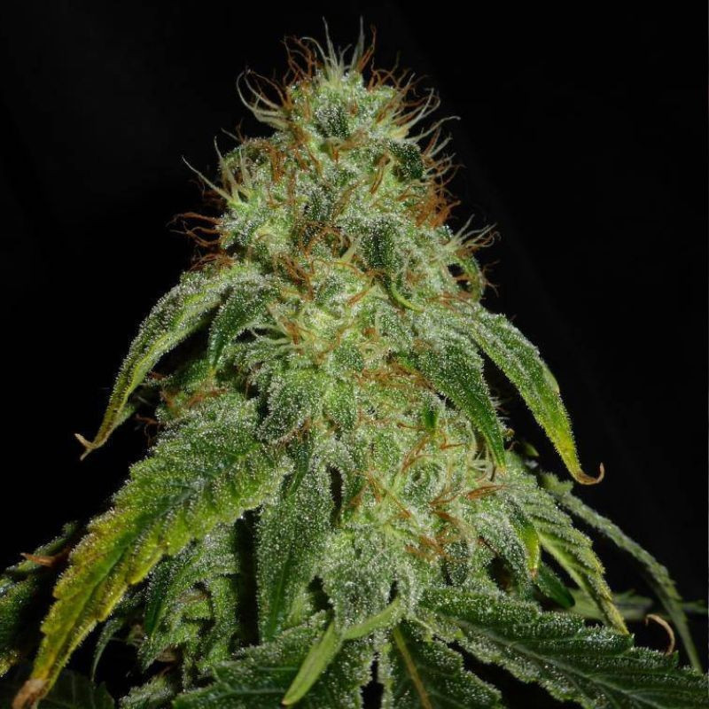 Mandarine Auto - graines de cannabis autofloraison, variété de cannabis