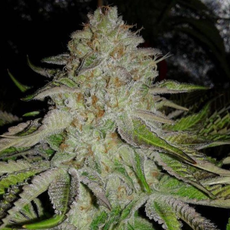 OG Kush Auto - graines de cannabis autofloraison, variété de cannabis