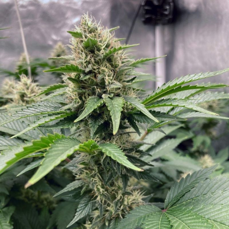 Northern Light Auto - graines de cannabis autofloraison, variété de cannabis