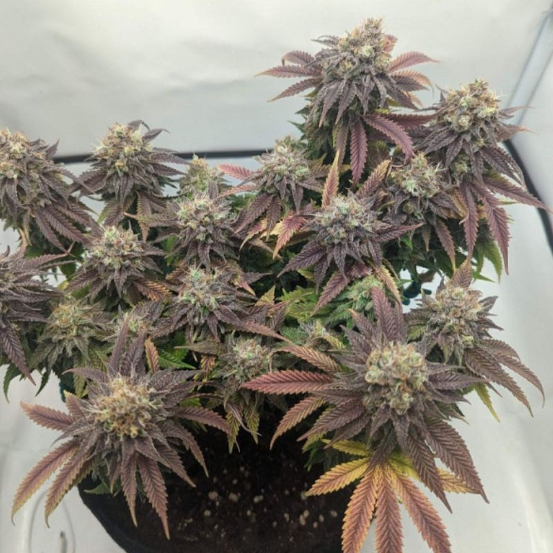 NYC Diesel Auto - graines de cannabis autofloraison, variété de cannabis