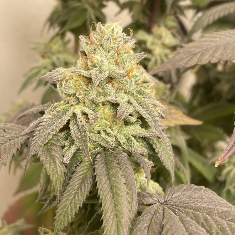 Power Plant Auto - graines de cannabis autofloraison, variété de cannabis
