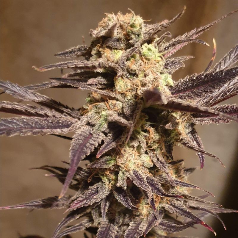 Orange Bud Auto - graines de cannabis autofloraison, variété de cannabis