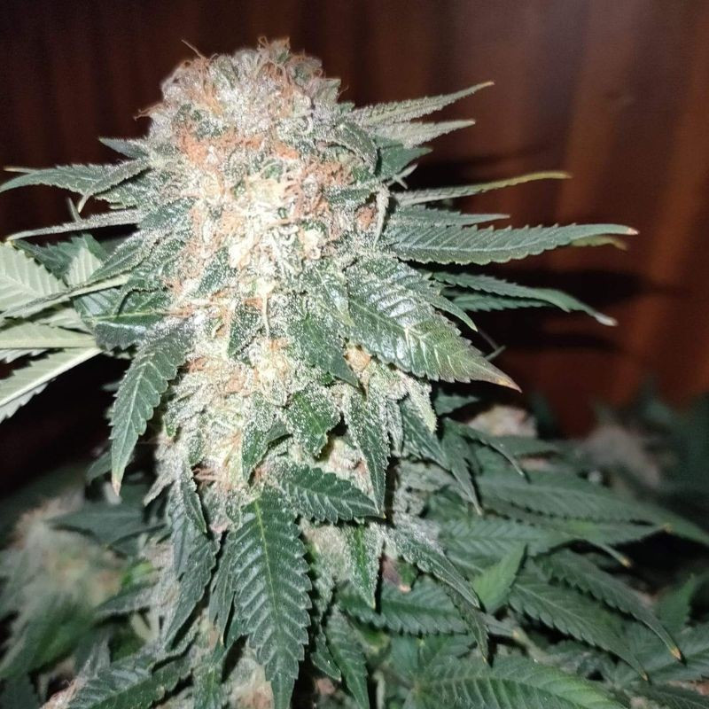 Sour Diesel Auto - graines de cannabis autofloraison, variété de cannabis