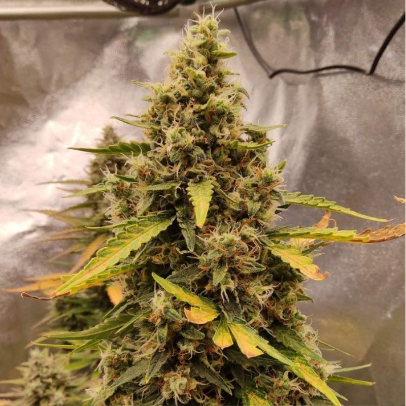 Runtz Auto - graines de cannabis autofloraison, variété de cannabis