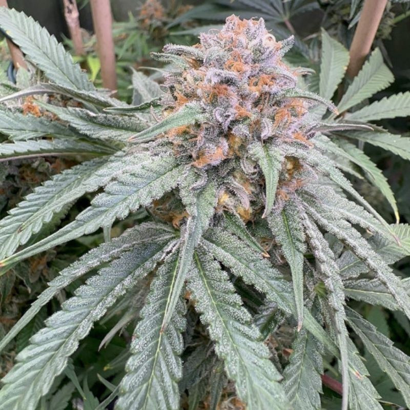 Purple Kush Auto - graines de cannabis autofloraison, variété de cannabis