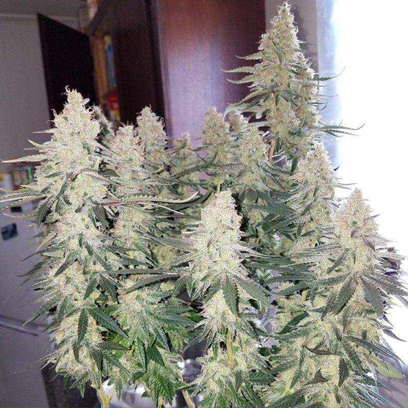 Strawberry Auto - graines de cannabis autofloraison, variété de cannabis