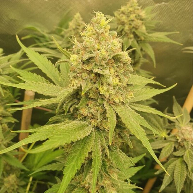 Mango Auto - graines de cannabis autofloraison, variété de cannabis