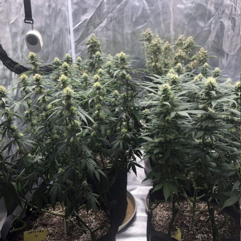 Skunk Auto - graines de cannabis autofloraison, variété de cannabis