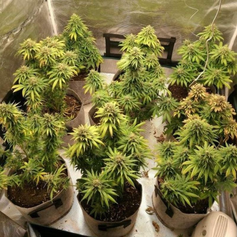Watermelon Auto - graines de cannabis autofloraison, variété de cannabis
