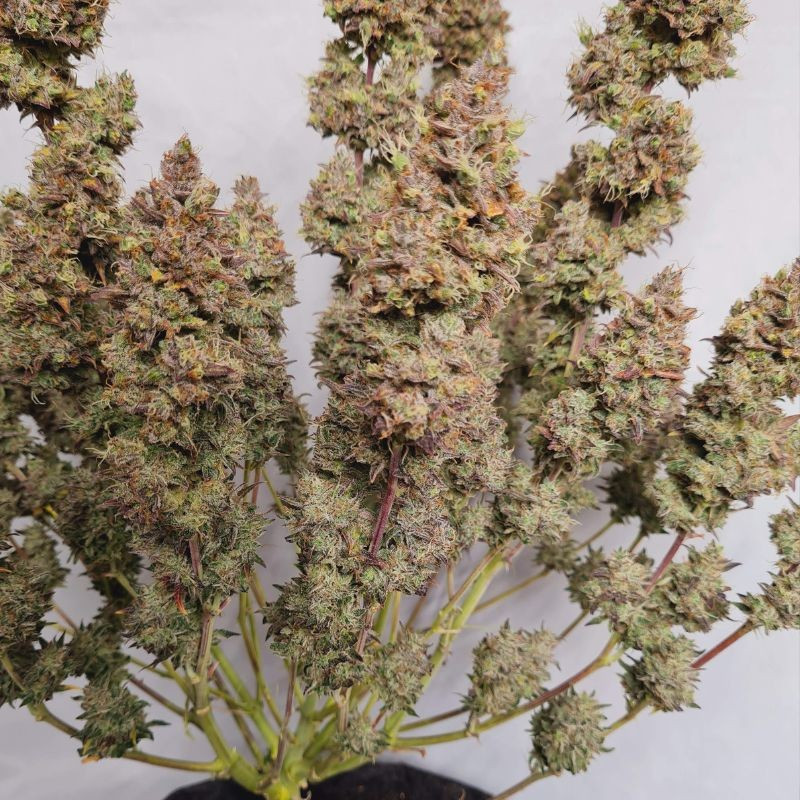 White Dwarf Auto - graines de cannabis autofloraison, variété de cannabis
