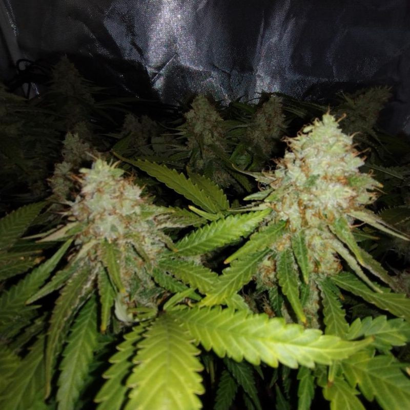 White Widow Auto - graines de cannabis autofloraison, variété de cannabis