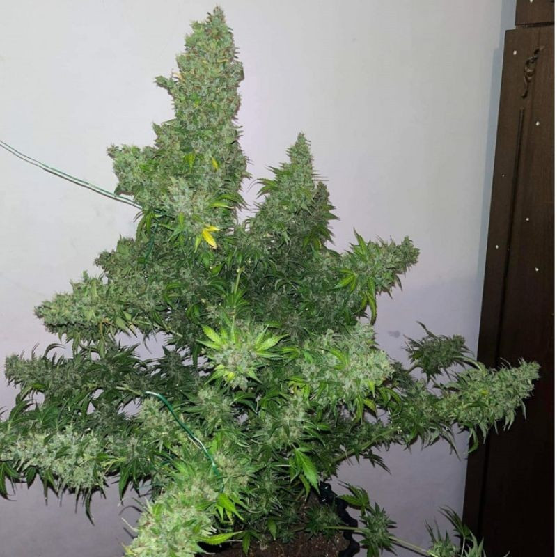 White Russian Auto - graines de cannabis autofloraison, variété de cannabis