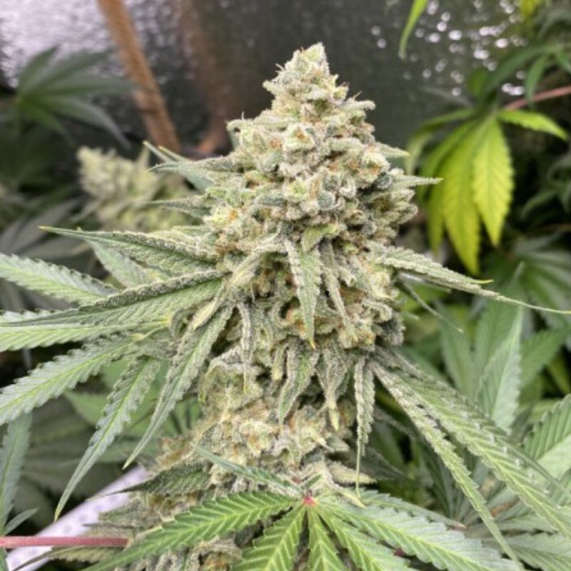 Zkittlez Auto - graines de cannabis autofloraison, variété de cannabis