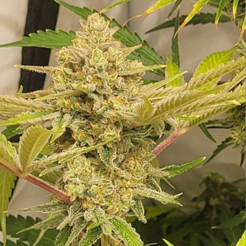 Caramel King Auto - graines de cannabis autofloraison, variété de cannabis