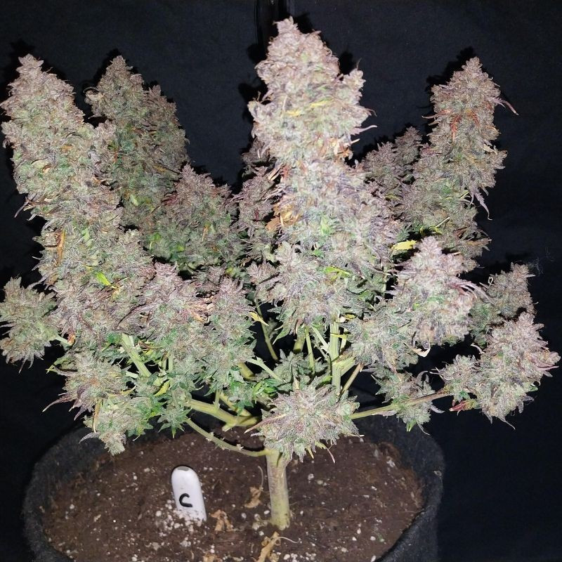 Bruce Banner Auto - graines de cannabis autofloraison, variété de cannabis