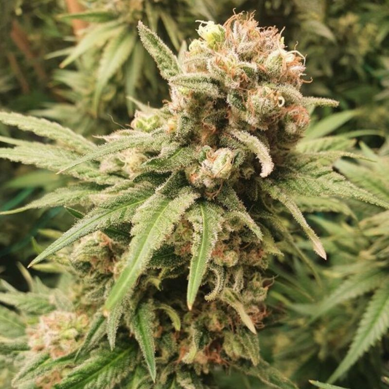BubbleGum Auto - graines de cannabis autofloraison, variété de cannabis