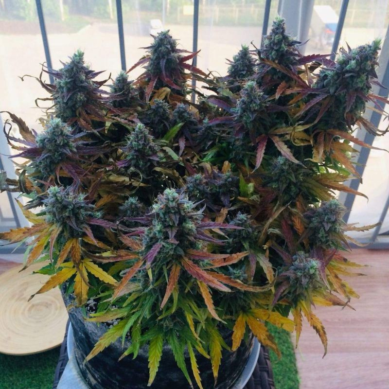 Blueberry Auto - graines de cannabis autofloraison, variété de cannabis