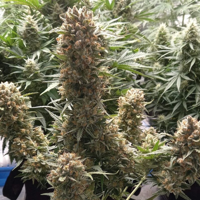 Banana Auto - graines de cannabis autofloraison, variété de cannabis
