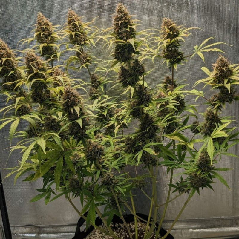 Original Amnesia Auto - graines de cannabis autofloraison, variété de cannabis