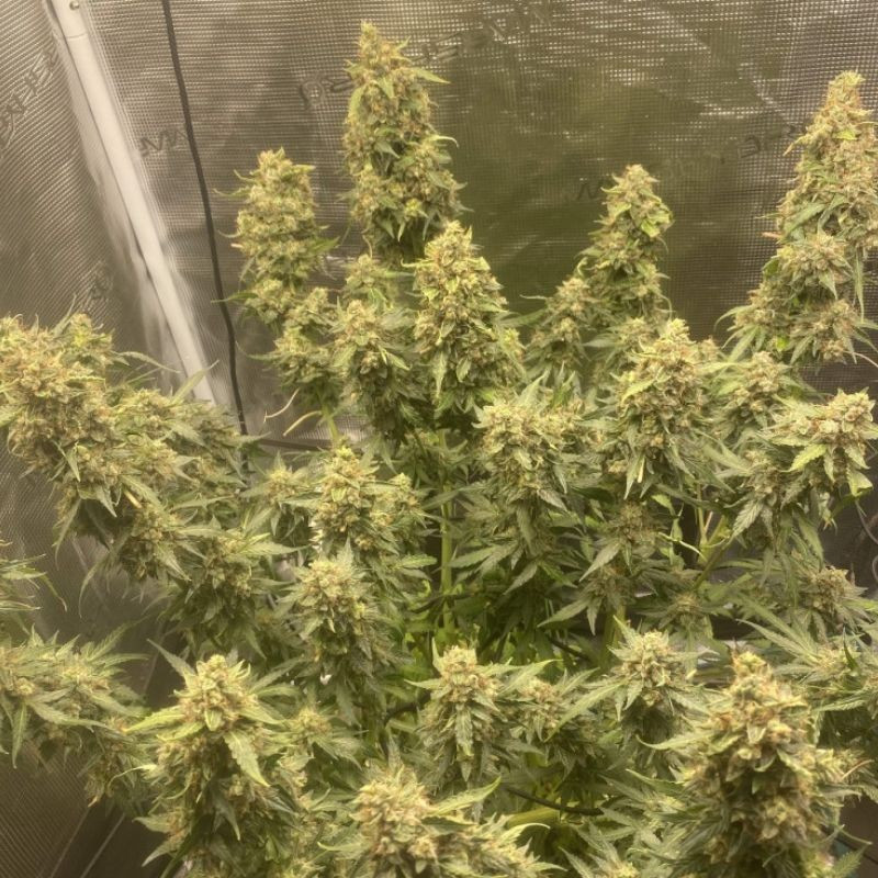 Amnesia Haze Auto - graines de cannabis autofloraison, variété de cannabis