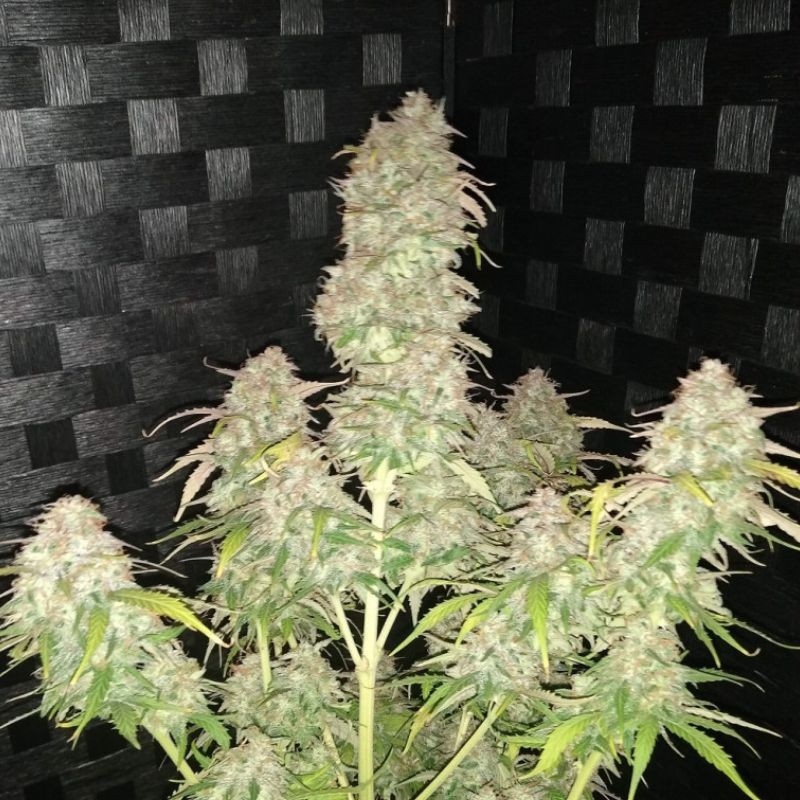 AK Auto - graines de cannabis autofloraison, variété de cannabis
